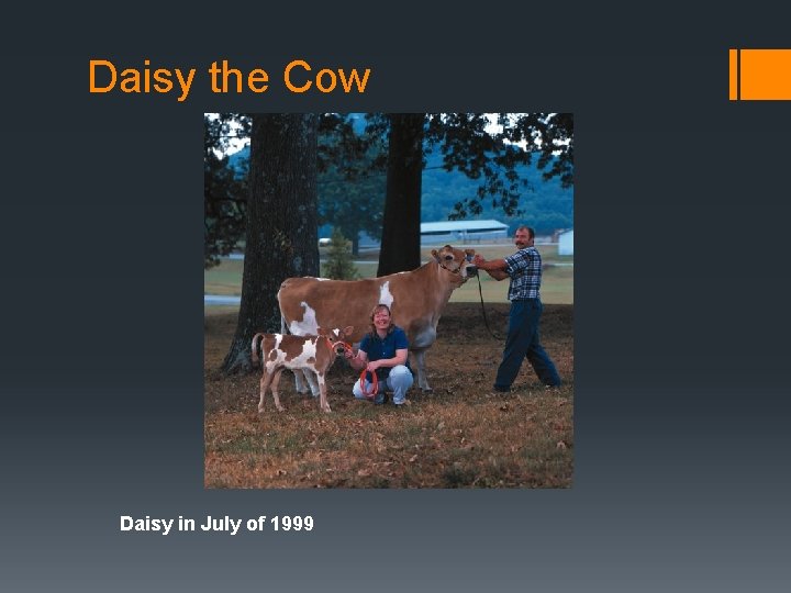 Daisy the Cow Daisy in July of 1999 