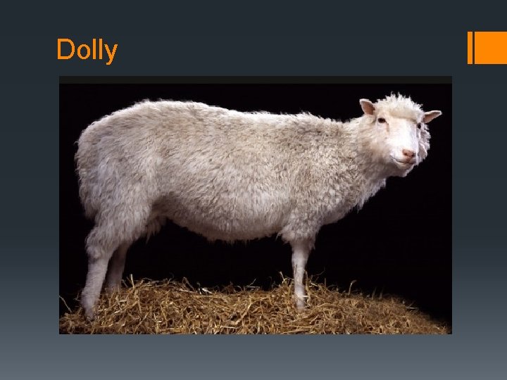 Dolly 