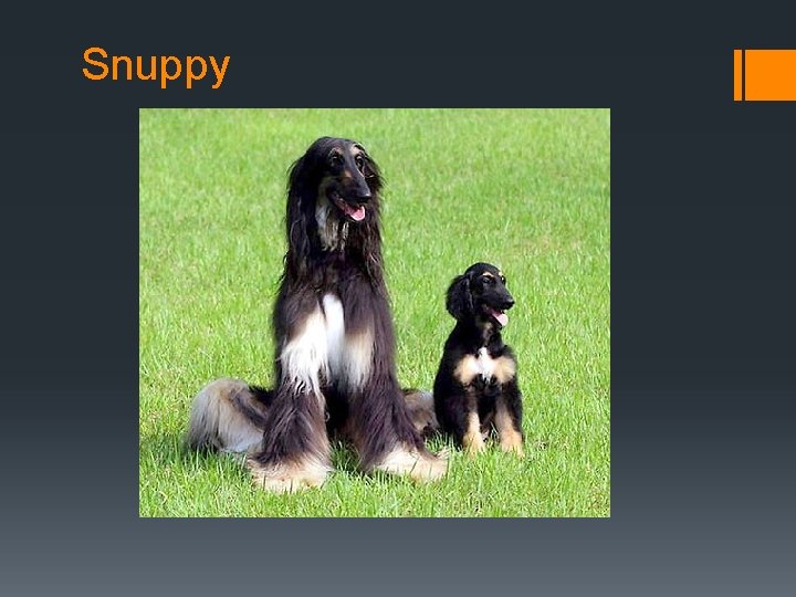 Snuppy 