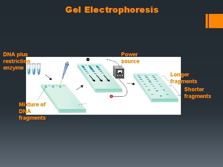 Gel Electrophoresis DNA plus restriction enzyme Power source Longer fragments Shorter fragments Mixture of