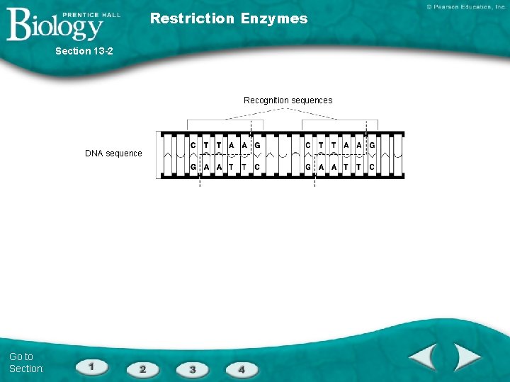 Restriction Enzymes Section 13 -2 Recognition sequences DNA sequence Restriction enzyme Eco. RI cuts