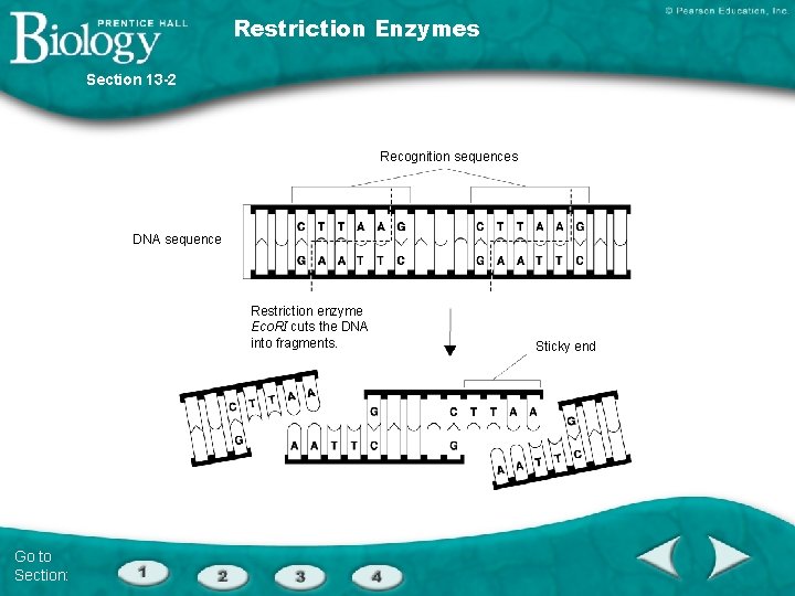 Restriction Enzymes Section 13 -2 Recognition sequences DNA sequence Restriction enzyme Eco. RI cuts