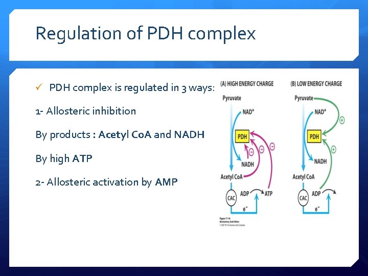 Regulation of PDH complex ü PDH complex is regulated in 3 ways: 1 -