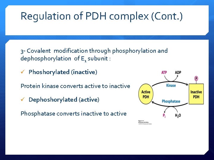Regulation of PDH complex (C 0 nt. ) 3 - Covalent modification through phosphorylation