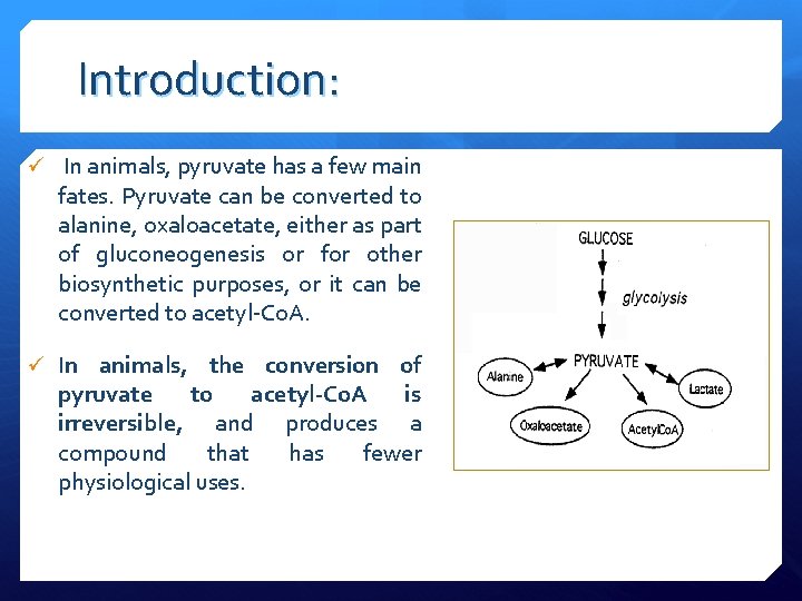 Introduction: ü In animals, pyruvate has a few main fates. Pyruvate can be converted