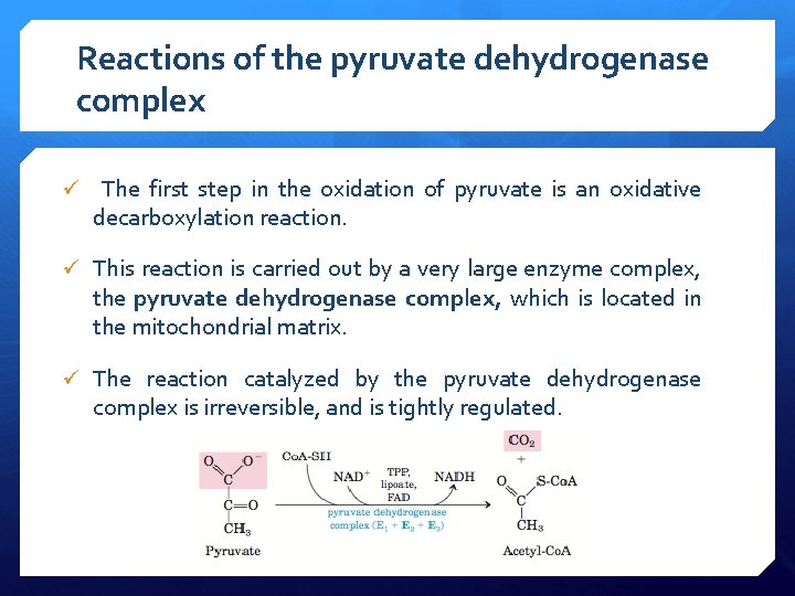 Reactions of the pyruvate dehydrogenase complex ü The first step in the oxidation of