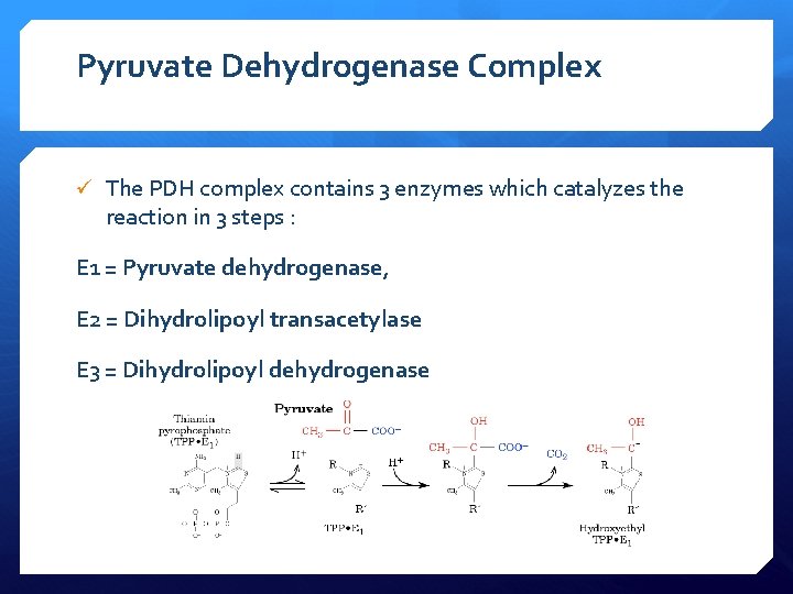 Pyruvate Dehydrogenase Complex ü The PDH complex contains 3 enzymes which catalyzes the reaction