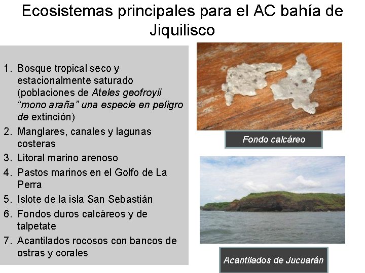 Ecosistemas principales para el AC bahía de Jiquilisco 1. Bosque tropical seco y estacionalmente