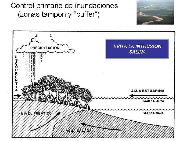 Control primario de inundaciones (zonas tampon y “buffer”) EVITA LA INTRUSION SALINA 