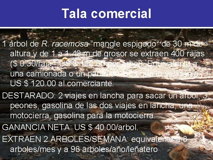 Tala comercial 1 árbol de R. racemosa ”mangle espigado” de 30 m de altura