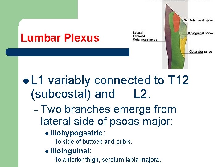 Lumbar Plexus l L 1 variably connected to T 12 (subcostal) and L 2.