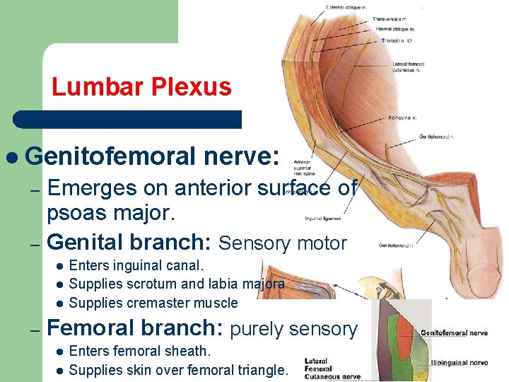 Lumbar Plexus l Genitofemoral nerve: Emerges on anterior surface of psoas major. – Genital