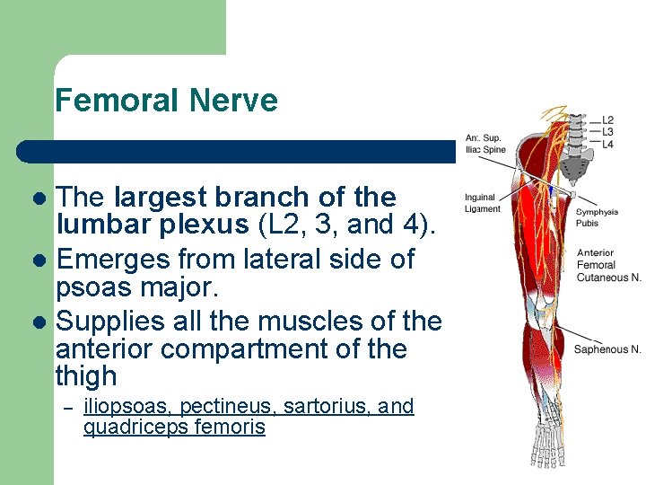 Femoral Nerve The largest branch of the lumbar plexus (L 2, 3, and 4).