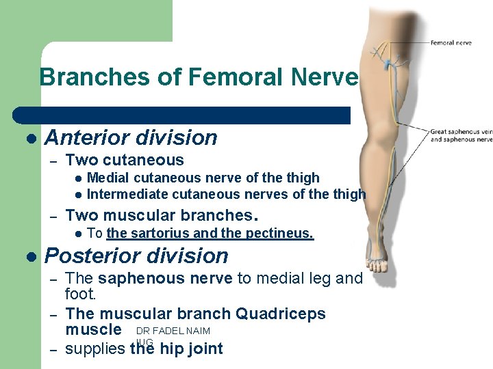 Branches of Femoral Nerve l Anterior division – Two cutaneous l l – Two