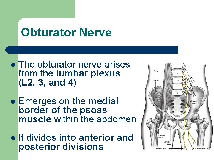 Obturator Nerve l The obturator nerve arises from the lumbar plexus (L 2, 3,