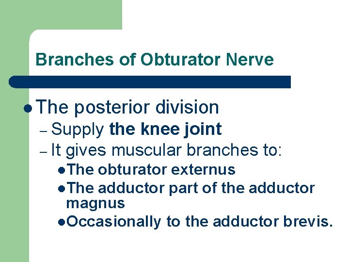 Branches of Obturator Nerve l The posterior division – Supply the knee joint –