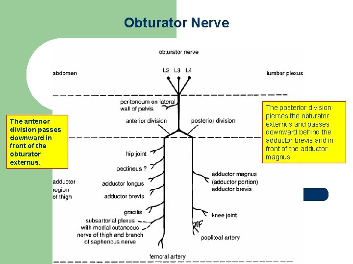 Obturator Nerve The anterior division passes downward in front of the obturator externus. The