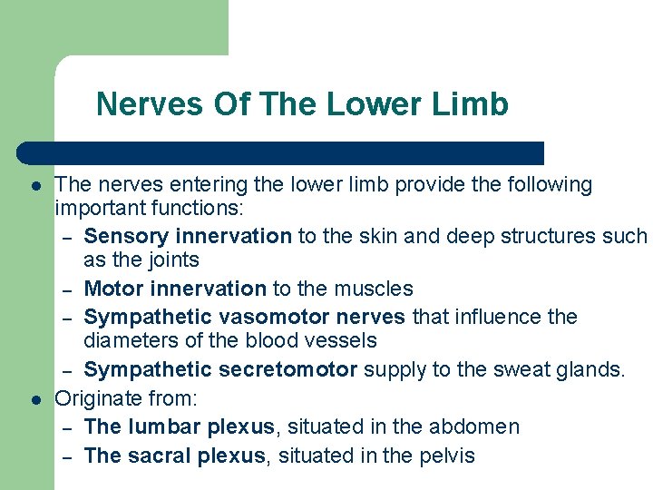 Nerves Of The Lower Limb l l The nerves entering the lower limb provide