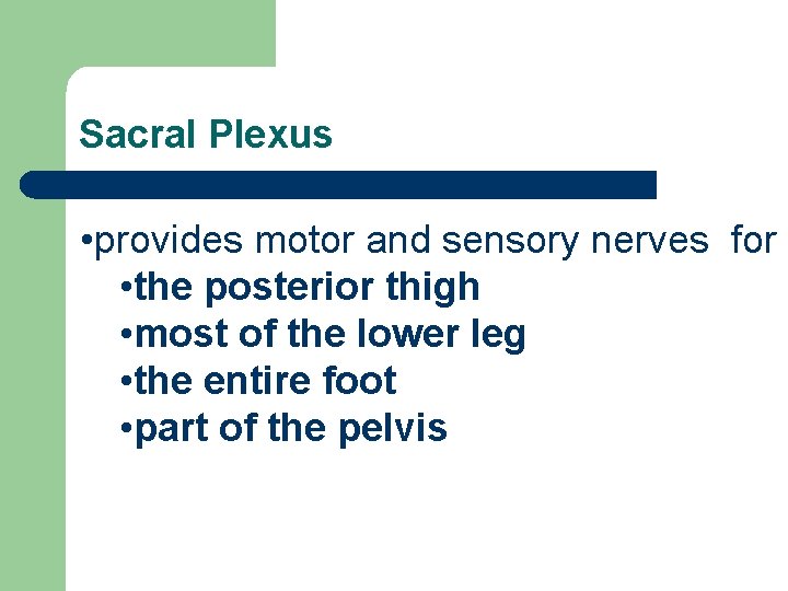 Sacral Plexus • provides motor and sensory nerves for • the posterior thigh •