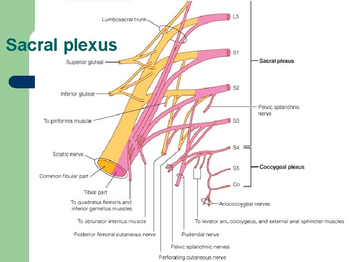 Sacral plexus 