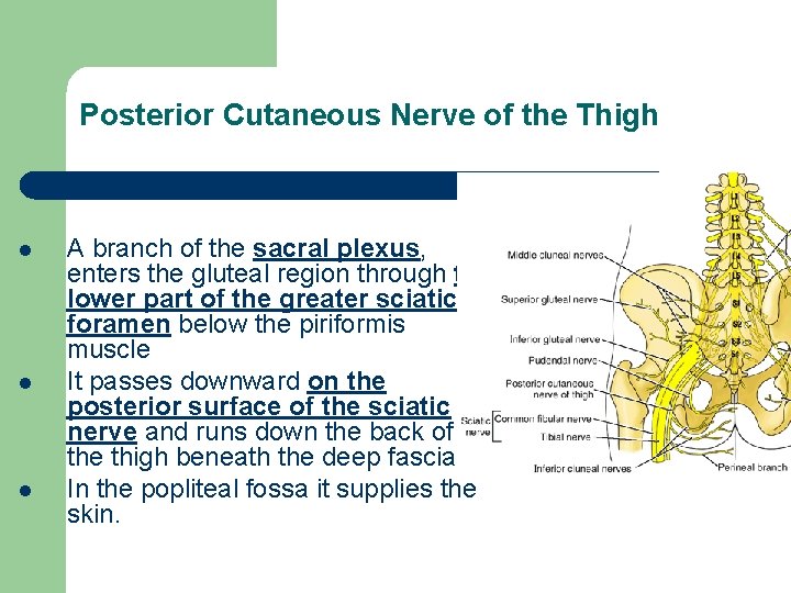 Posterior Cutaneous Nerve of the Thigh l l l A branch of the sacral