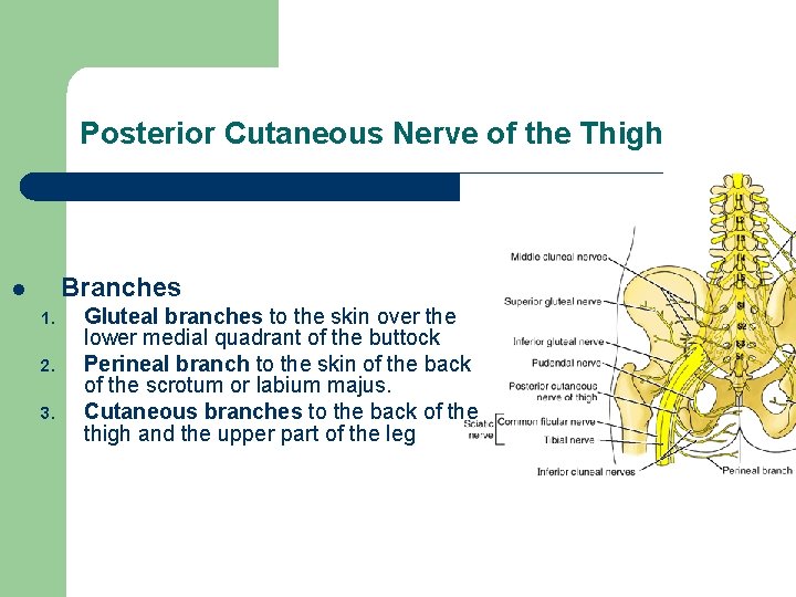 Posterior Cutaneous Nerve of the Thigh Branches l 1. 2. 3. Gluteal branches to