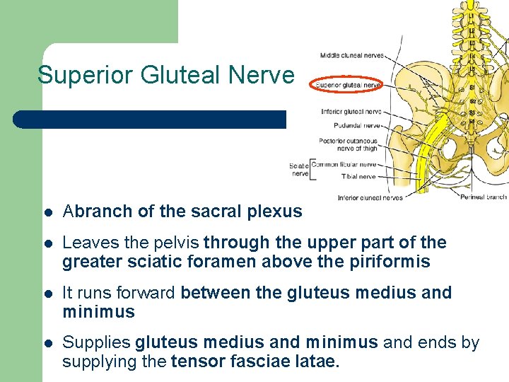 Superior Gluteal Nerve l Abranch of the sacral plexus l Leaves the pelvis through