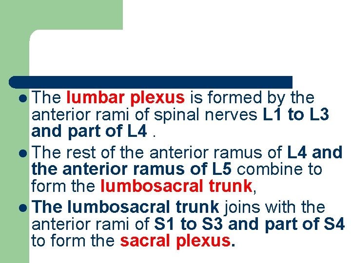 l The lumbar plexus is formed by the anterior rami of spinal nerves L