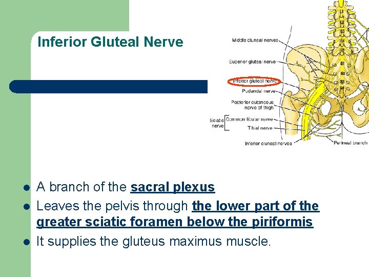 Inferior Gluteal Nerve l l l A branch of the sacral plexus Leaves the