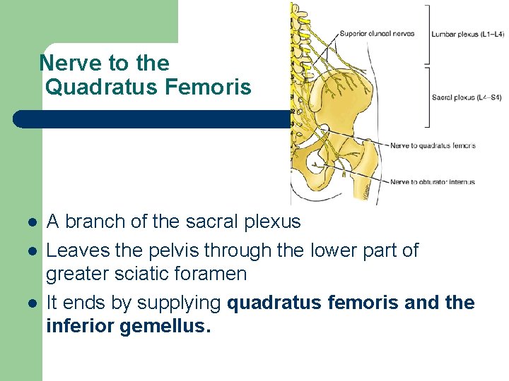 Nerve to the Quadratus Femoris l l l A branch of the sacral plexus