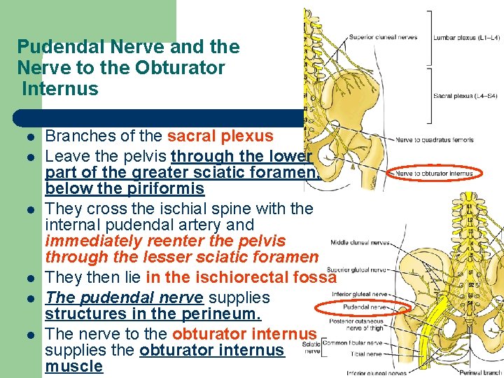 Pudendal Nerve and the Nerve to the Obturator Internus l l l Branches of