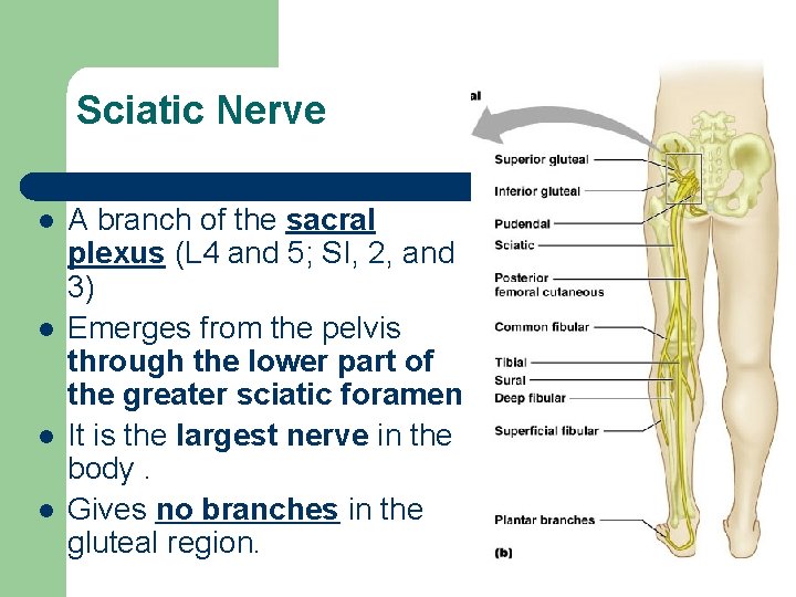 Sciatic Nerve l l A branch of the sacral plexus (L 4 and 5;