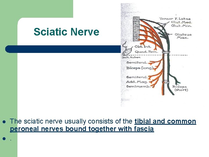 Sciatic Nerve l l The sciatic nerve usually consists of the tibial and common