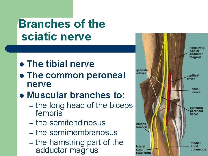 Branches of the sciatic nerve The tibial nerve l The common peroneal nerve l