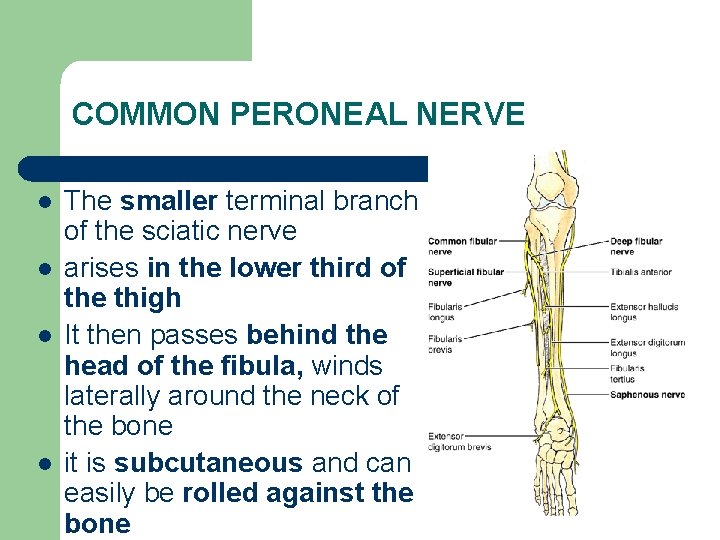 COMMON PERONEAL NERVE l l The smaller terminal branch of the sciatic nerve arises