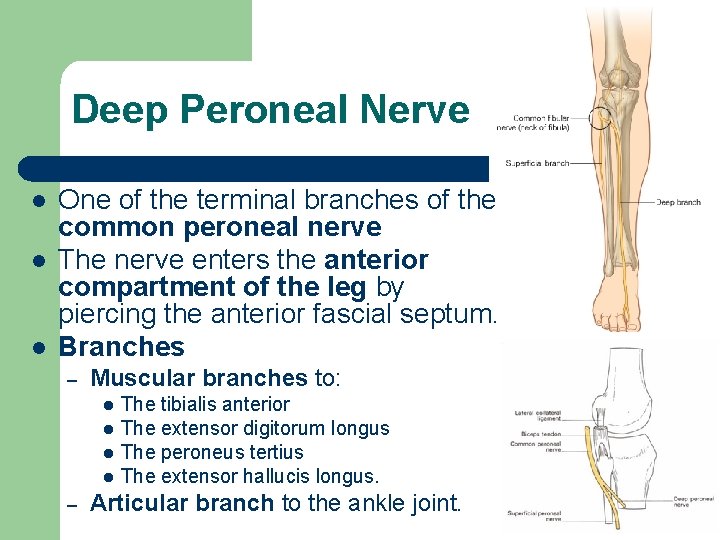 Deep Peroneal Nerve l l l One of the terminal branches of the common