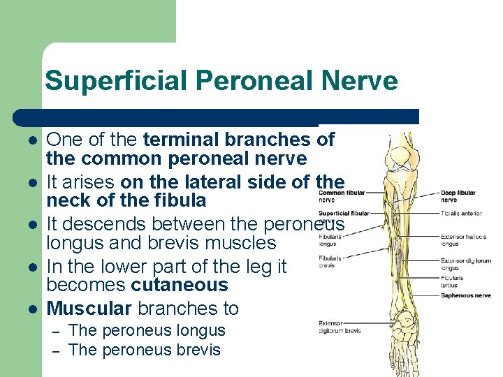 Superficial Peroneal Nerve l l l One of the terminal branches of the common