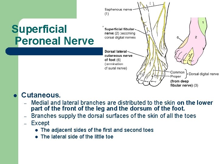 Superficial Peroneal Nerve l Cutaneous. – – – Medial and lateral branches are distributed