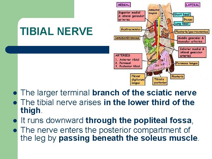 TIBIAL NERVE l l The larger terminal branch of the sciatic nerve The tibial