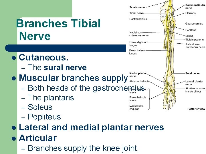 Branches Tibial Nerve l Cutaneous. – l The sural nerve Muscular branches supply –