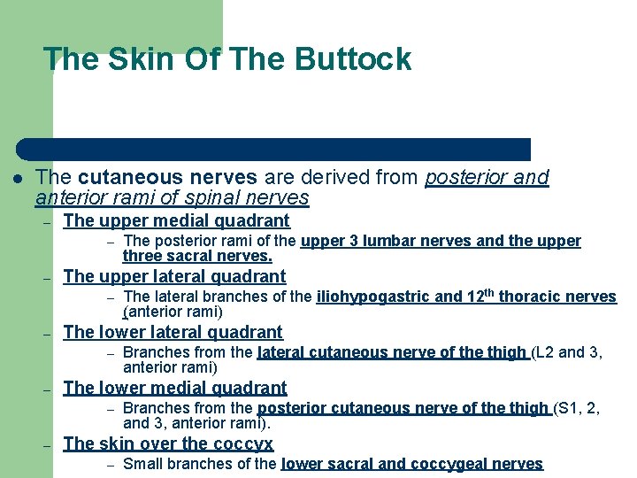 The Skin Of The Buttock l The cutaneous nerves are derived from posterior and