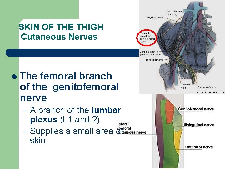 SKIN OF THE THIGH Cutaneous Nerves l The femoral branch of the genitofemoral nerve