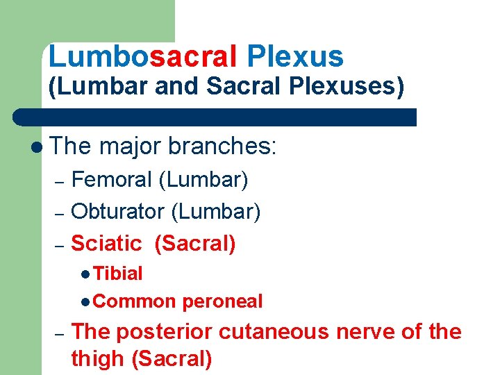 Lumbosacral Plexus (Lumbar and Sacral Plexuses) l The major branches: Femoral (Lumbar) – Obturator