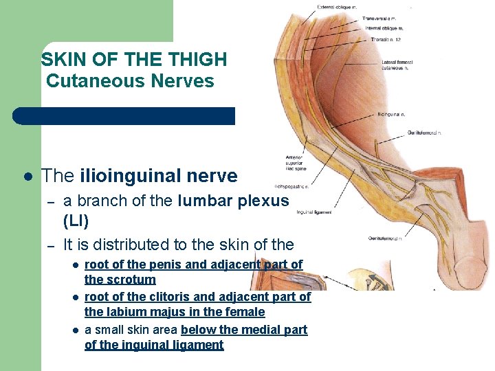 SKIN OF THE THIGH Cutaneous Nerves l The ilioinguinal nerve – – a branch