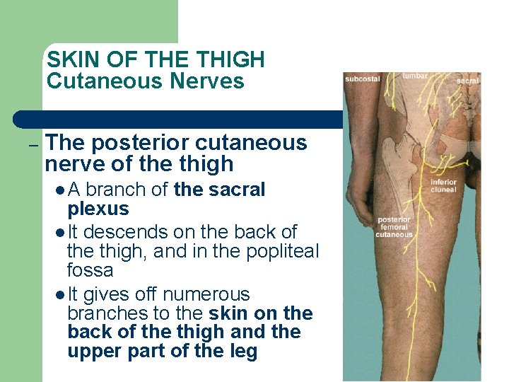 SKIN OF THE THIGH Cutaneous Nerves – The posterior cutaneous nerve of the thigh