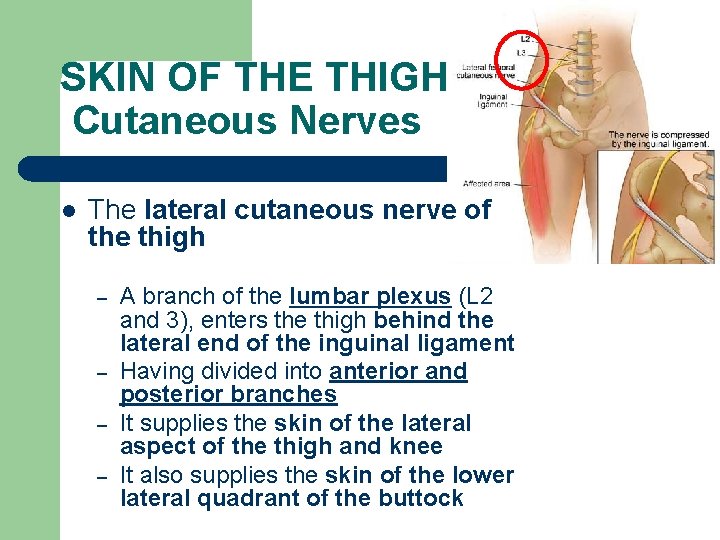 SKIN OF THE THIGH Cutaneous Nerves l The lateral cutaneous nerve of the thigh