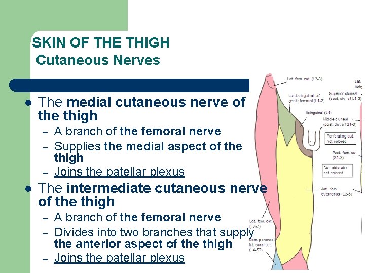 SKIN OF THE THIGH Cutaneous Nerves l The medial cutaneous nerve of the thigh