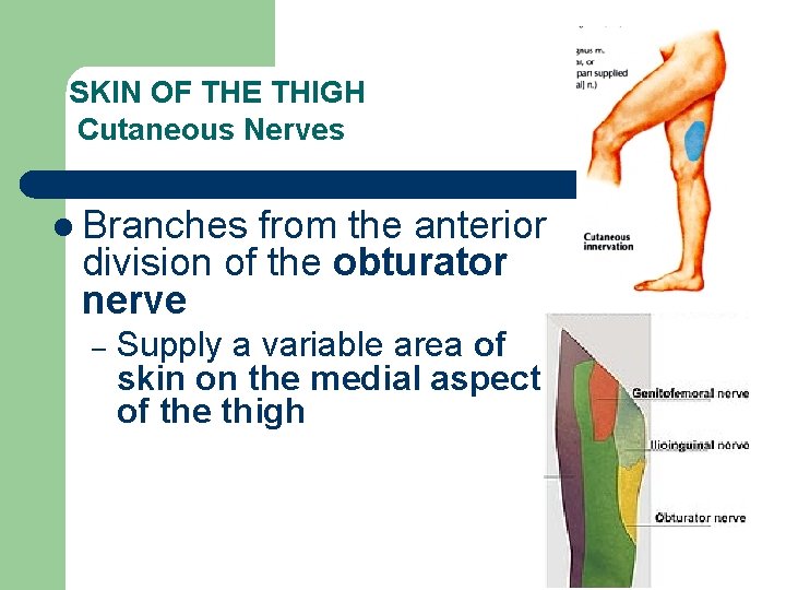 SKIN OF THE THIGH Cutaneous Nerves l Branches from the anterior division of the