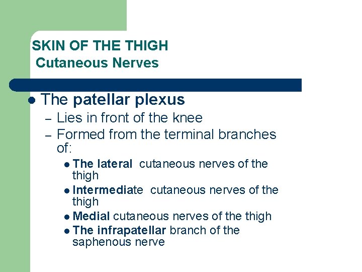SKIN OF THE THIGH Cutaneous Nerves l The patellar plexus – – Lies in