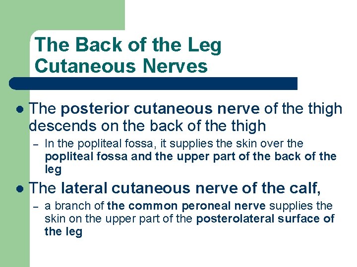 The Back of the Leg Cutaneous Nerves l The posterior cutaneous nerve of the